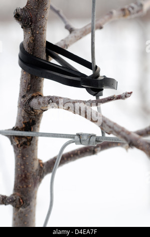 Nahaufnahme eines hohen Spindel Apfelbaum Wachstum Führungsstruktur Stockfoto