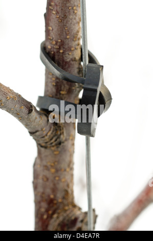 Nahaufnahme eines hohen Spindel Apfelbaum Wachstum Führungsstruktur Stockfoto