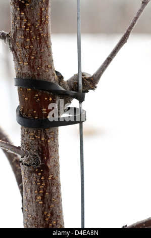 Nahaufnahme eines hohen Spindel Apfelbaum Wachstum Führungsstruktur Stockfoto