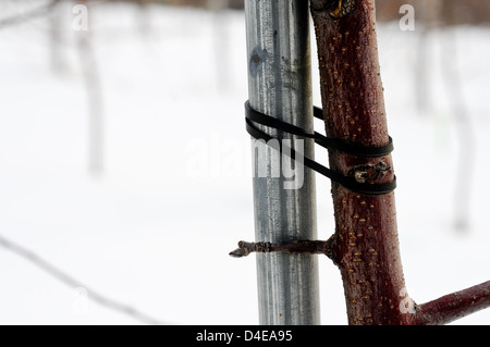 Nahaufnahme eines hohen Spindel Apfelbaum Wachstum Führungsstruktur Stockfoto