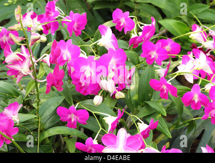 schöne rosa Orchidee Blume Stockfoto