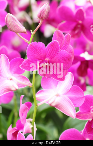 schöne rosa Orchidee Blume Stockfoto