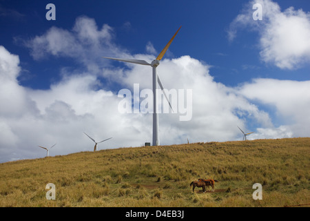 Hawaii-Windpark - Windenergieanlagen in der Stadt von Hawi in den großen Inseln North Kohala District Stockfoto