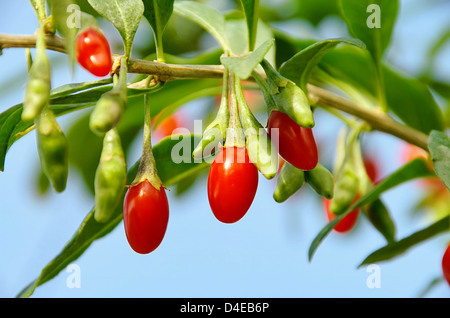 Goji Beere - Goji-Beere 08 Stockfoto