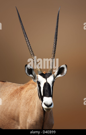 Gemsbock-Porträt in Etosha Wüste (Oryx Gazella) Stockfoto