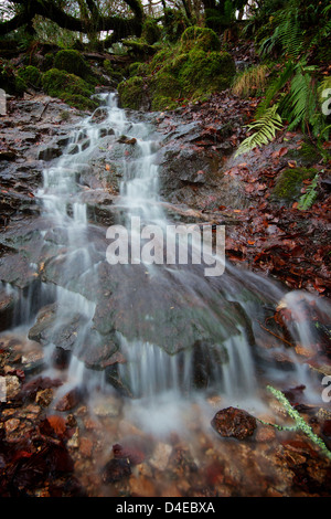 Der Fluss Kennall in Ponsanooth in Cornwall Stockfoto