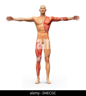 Menschliche Anatomie zeigt Muskeln unter der Haut Stockfoto