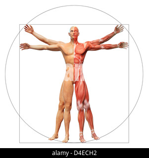Menschliche Anatomie angezeigt als der vitruvianische Mensch von Leonardo da Vinci Stockfoto