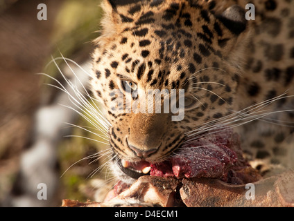 Weibliche Amur-Leopard, Fleisch zu essen Stockfoto