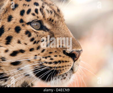 Männliche Amur-Leopard (Profil) Stockfoto