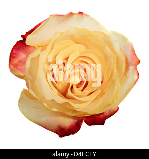 Rosa Kopf Closeup isoliert auf weiss Stockfoto