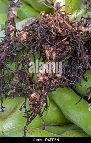 Stickstoff bildet Knötchen auf Saubohne Wurzeln. Stockfoto
