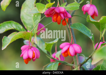 Pfaffenhuetchen - Europäische Spindel 01 Stockfoto