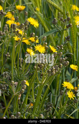 Narrow-leaved Habichtskraut (Habichtskräuter Umbellatum). Stockfoto