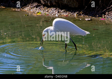 Snowy Silberreiher (Egretta unaufger) Fütterung in einem Teich mit einem Fisch im Schnabel in Rancho Mirage, Kalifornien, USA im Januar Stockfoto