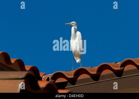 Silberreiher (Ardea Alba) thront auf einem Dach in Rancho Mirage, Kalifornien, USA im Januar Stockfoto