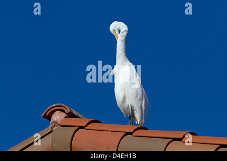 Silberreiher (Ardea Alba) thront auf einem Dach putzen in Rancho Mirage, Kalifornien, USA im Januar Stockfoto