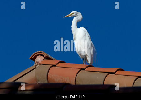 Silberreiher (Ardea Alba) thront auf einem Dach in Rancho Mirage, Kalifornien, USA im Januar Stockfoto