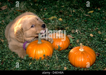 Golden Retriever Welpe ca. 7 Wochen alt kauen auf einem Kürbis Stiel Stockfoto