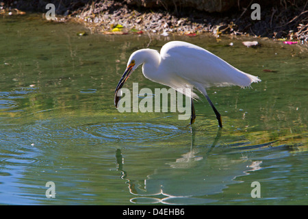 Snowy Silberreiher (Egretta unaufger) Fütterung in einem Teich mit einem Fisch im Schnabel in Rancho Mirage, Kalifornien, USA im Januar Stockfoto