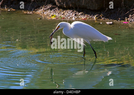 Snowy Silberreiher (Egretta unaufger) Fütterung in einem Teich mit einem Fisch im Schnabel in Rancho Mirage, Kalifornien, USA im Januar Stockfoto