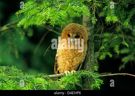 Waldkauz, Waldkauz Jungvogel (Strix Aluco), junger Vogel • Ostalbkreis, Baden-Württemberg, Deutschland, Deutschland Stockfoto