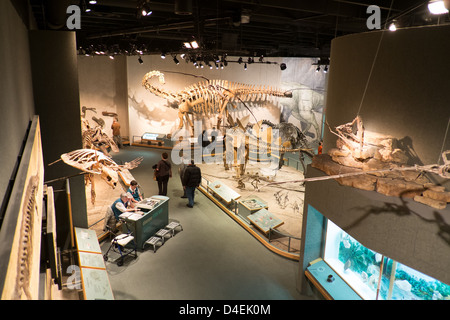 Denver Museum of Nature und Science befindet sich in Denver City Park. Stockfoto