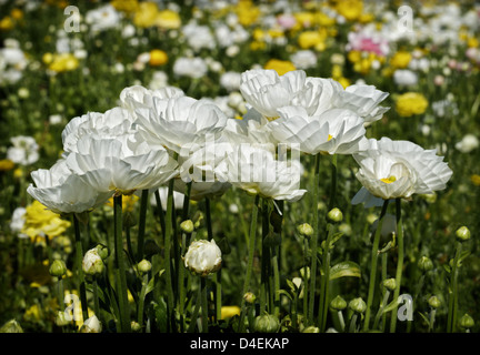 Eine Reihe von weißen Ranunkeln, unter ein buntes Feld von Blüten. Stockfoto
