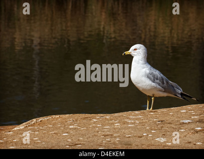 Ein California Möwe, Stand am Ufer, neben einem Teich. Stockfoto