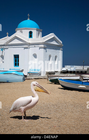 Petros, ein weißer Pelikan, ist das Maskottchen der Stadt Mykonos, am Strand neben der malerischen, blau gewölbten Agios Nikolaos-Kirche in Chora, Griechenland Stockfoto