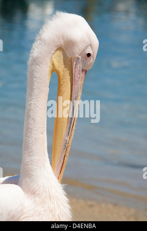 Petros, ein großer weißer Pelikan (Pelecanus onocrotalus), das Maskottchen von Mykonos, am Strand auf den griechischen Inseln Stockfoto