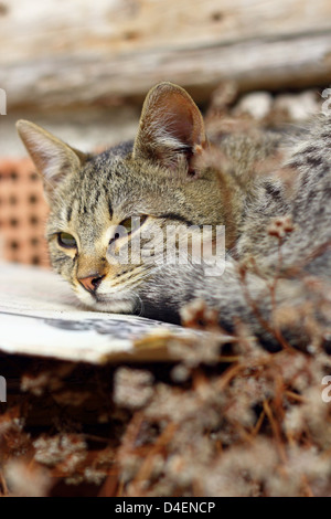 wunderschöne gestreifte Katze in der warmen Sonne entspannen Stockfoto