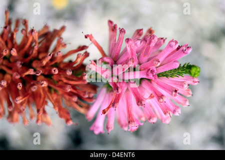 Erica Verticillata im Botanischen Garten Kirstenbosch. Diese Art von Erica gilt heute als ausgestorben in der Wildnis. Stockfoto