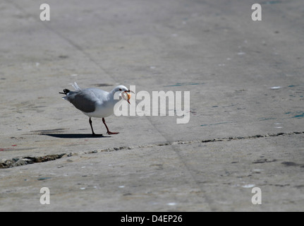 Hartlaub Möwe oder König Gull, (Chroicocephalus Hartlaubii) mit Nahrung im Schnabel in Hout Bay Hafen in der Nähe von Kapstadt. Stockfoto