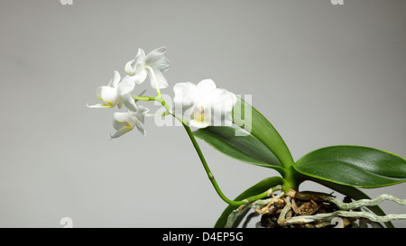 Weiße Orchidee Blume auf grauem Hintergrund Stockfoto