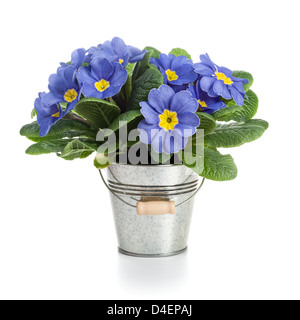 Blaue Primula Blumen in Blecheimer auf weißem Hintergrund Stockfoto