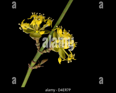 Cornus Masaka Cornelian Cherry, Europäische Kornelkirsche, Hartriegel - Makro Stockfoto