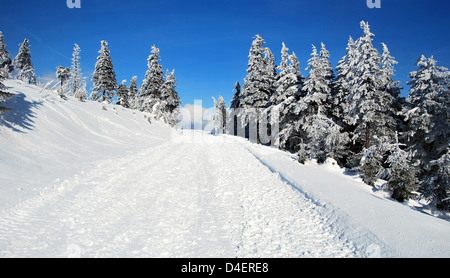 schneebedeckte Straße mit Bäumen und klarem Himmel auf Lysa Hora-Hügel in Moravskoslezske Beskydy Bergen in Tschechien im schönen Wintertag Stockfoto