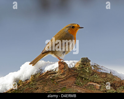 Rotkehlchen thront auf Schnee bedeckten log Stockfoto