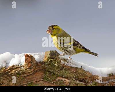 Männliche eurasischen Zeisig thront auf Zweig im Schnee Stockfoto