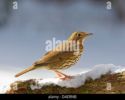 Singdrossel thront auf Zweig im Schnee Stockfoto