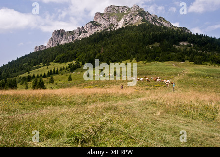 Rocky dolomitian Velky Rozsutec Hügel auf Mala Fatra Gebirge aus medziholie Pass mit Füttern Kühe Stockfoto