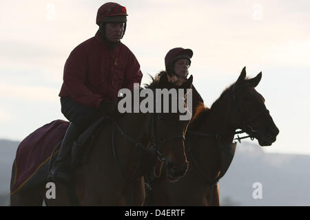 Cheltenham, Vereinigtes Königreich. 13. März 2013. Pferde nehmen am frühen Morgen Übung auf die Galoppaden am zweiten Tag (Damentag) von Cheltenham National Hunt Festival. Bildnachweis: Aktion Plus Sportbilder / Alamy Live News Stockfoto