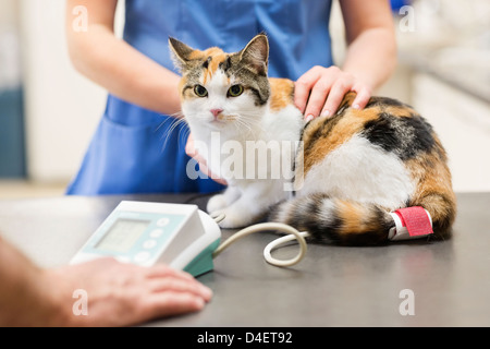Tierarzt untersuchen Katze Tierarzt Chirurgie Stockfoto