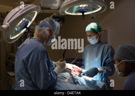 Chirurgen bei Arbeiten im Operationssaal Veterinär Stockfoto