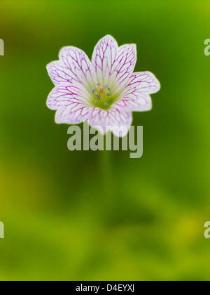 Nahaufnahme von Geranie Blume Stockfoto