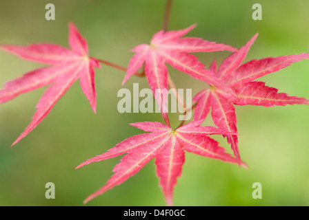 Nahaufnahme von japanischen Ahorn-Blätter Stockfoto