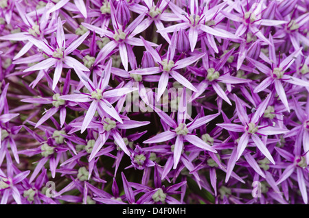 Nahaufnahme von Allium Blüten Stockfoto