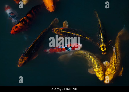 Karpfen im Teich schwimmen Stockfoto