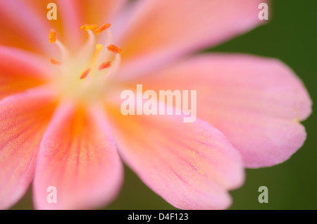 Nahaufnahme von Lewisia Tweedyii Blume Stockfoto